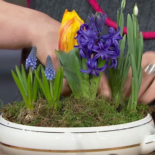 Zwiebelpflanzen in Porzellangefäßen