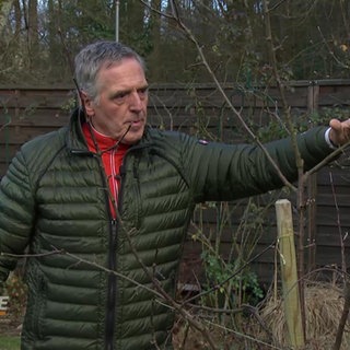 Werner Ollig gibt Tipps, worauf man beim Obstbaumschnitt im Winter achten sollte
