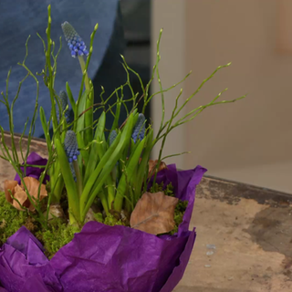 Green DIY: Traubenhyazinthen in Papierschale