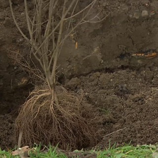 Pflanze wird gesetzt