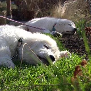 Zwei Herdenschutzhunde von Naturschützer Carsten Weber liegen im Gras