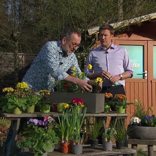 Moderator Jens Hübschen und Gärtnermeister Volker Kugel zeigen verschiedene Primeln