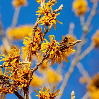 Frühblühende Gehölze