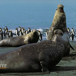 Seeelefanten vor einer Gruppe Pinguinen