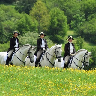 Drei Personen in historischer Kleidung reiten auf weißen Pferden über eine Wiese