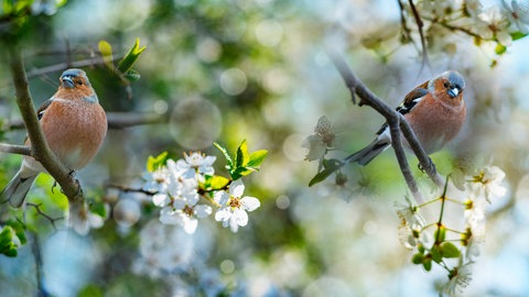 Vögel im Frühling auf dem Baum
