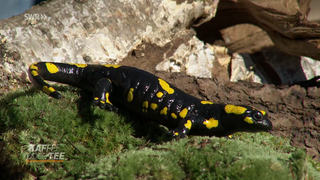 Feuersalamander