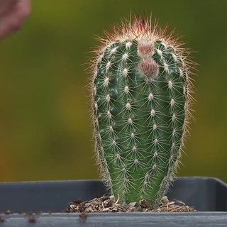 Kaktus