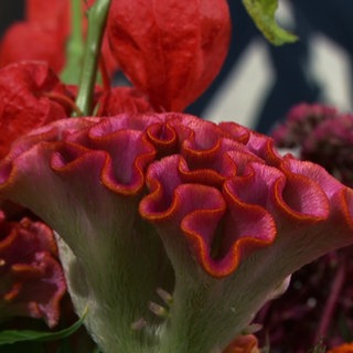 Rote Blumen