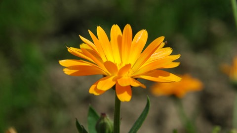 Blütenkopf einer Calendula: Ringelblumen enthalten entzündungshemmende Flavonoide und Saponine