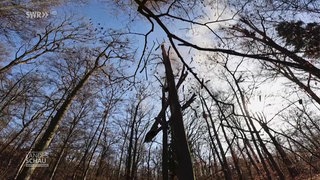 Abgesprengte Baumteile fliegen aus mehreren Metern zu Boden