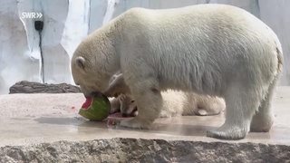 Zwei Eisbären machen sich über eine Melone her