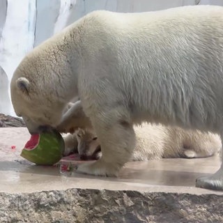 Zwei Eisbären machen sich über eine Melone her