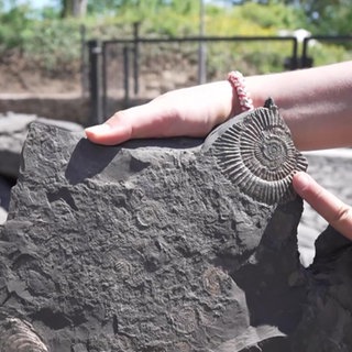 Ein Kind zeigt auf einen fossilen Abdruck in einem Stein