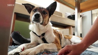 Shys Rettung aus dem Tierheim