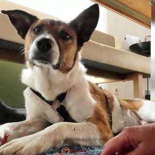 Shys Rettung aus dem Tierheim