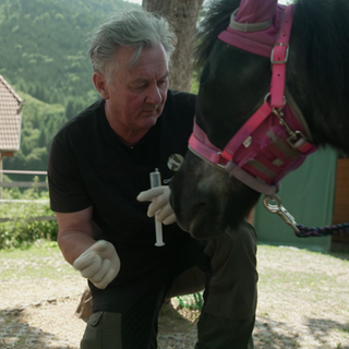Tierarzt behandelt ein Pony