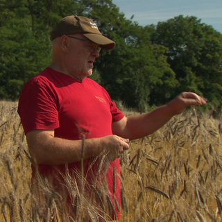 Landwirt steht im Getreidefeld