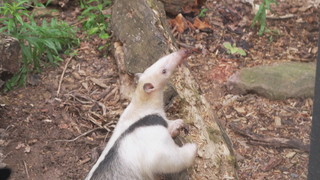 Kleiner Ameisenbär Donnie im Zoo Karlsruhe