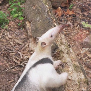 Kleiner Ameisenbär Donnie im Zoo Karlsruhe