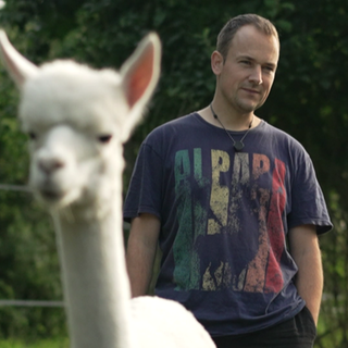 Mann steht hinter einem weißen Alpaka