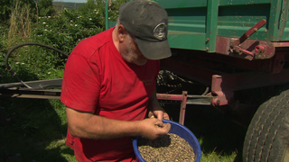 Bauer Waldi betrachtet kritisch einen Korb voller Einkorn aus seiner Ernte.