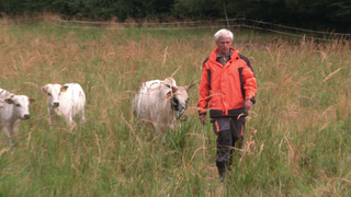 Jörg Hoffmann aus Blaubeuren geht mit seiner Zebu-Herde über die Wiese.