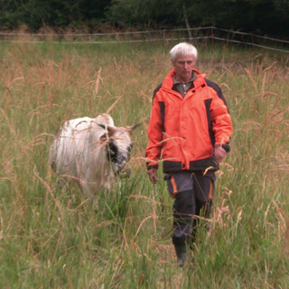 Jörg Hoffmann aus Blaubeuren geht mit seiner Zebu-Herde über die Wiese.