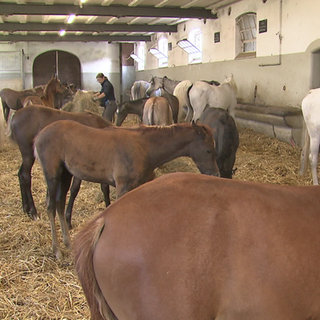 Mehrere Pferde stehen nebeneinander im Stall.