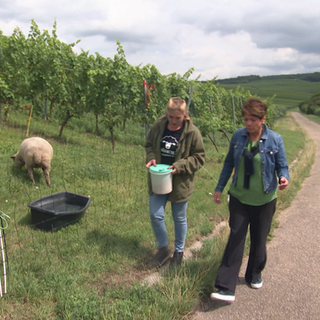 Reporterin Sonja Faber-Schrecklein läuft mit Weinerlebnisführerin Anke Schäffer an einem Schaf vorbei, im Hintergrund erstreckt sich die Weinberg-Landschaft.