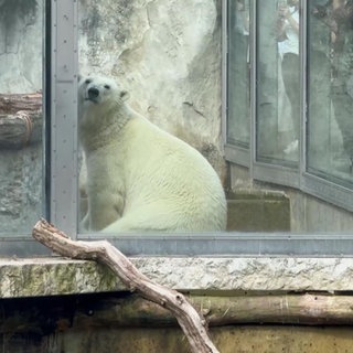 Eisbär im Karlsruher Zoo