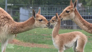 Ur-Alpakas im Stuttgarter Zoo
