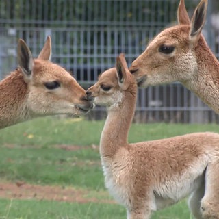 Ur-Alpakas im Stuttgarter Zoo