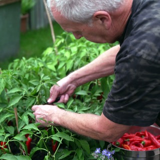 Gerd Ihle erntet Chilis.