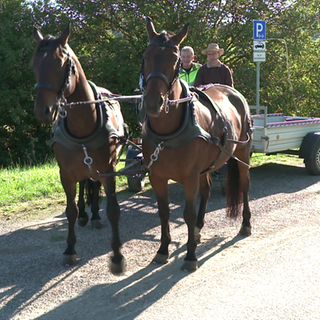 Pferdegespann holt den öffentlichen Müll in Beuren ab