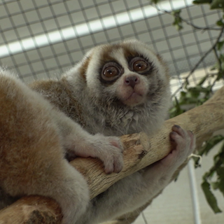 Plumplori Paul im Zoo Karlsruhe