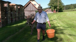 Landwirt führt Kuh am Strick