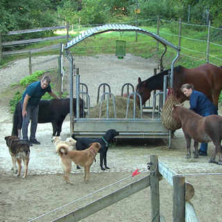 Menschen mit Pferden und Hunden
