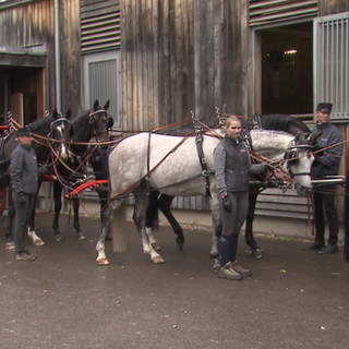 Mehrere Pferden stehen bereit für die Generalprobe der Hengsparade.