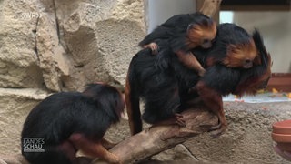 Goldkopf-Löwenäffchen