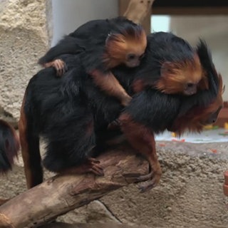 Goldkopf-Löwenäffchen