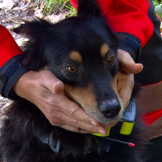 Rettungshündin hatte den richtigen Riecher