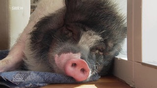 Hausschwein Whoopie schläft