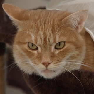 Verschwundene Kater Boncuk schaut in die Kamera.