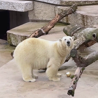 Eisbär sorgt für Unterhaltung im Karlsruher Zoo.