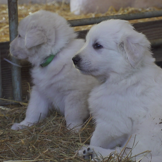 Zwei Welpen sitzen in einem Gehege.