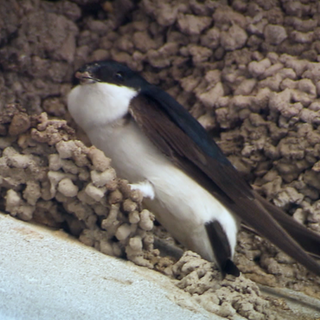 Ein geschwächter Vogel wird wieder aufgepäppelt.