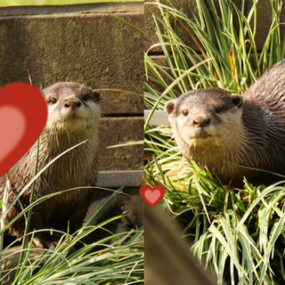 Zwergotter Bonny und Wolfgang.
