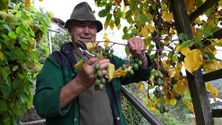 Eckehard Wilhelm steht an einer Kletterpflanze mit Kiwibeeren in seinem Garten. Er hat eine Gartenschere in der Hand und trägt einen Hut.