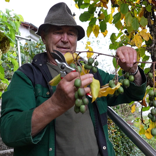 Eckehard Wilhelm steht an einer Kletterpflanze mit Kiwibeeren in seinem Garten. Er hat eine Gartenschere in der Hand und trägt einen Hut.